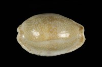 藏品(腰斑寶螺)的圖片